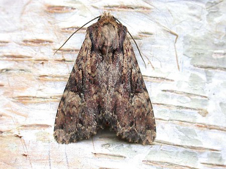 Clouded Brindle Apamea epomidion