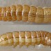 Mid-instar larva • Chorlton, Gtr. Manchester • © Ben Smart