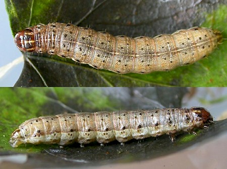 Clouded-bordered Brindle Apamea crenata