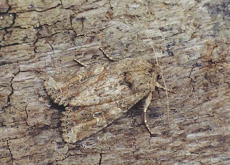 Large Nutmeg Apamea anceps