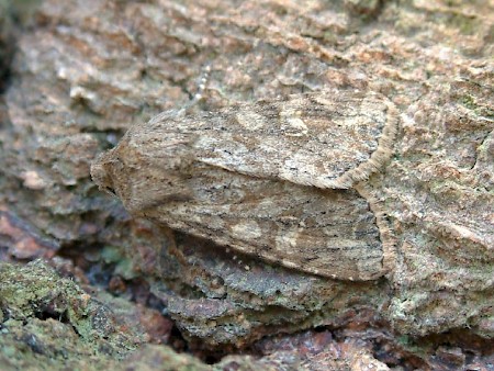 Large Nutmeg Apamea anceps