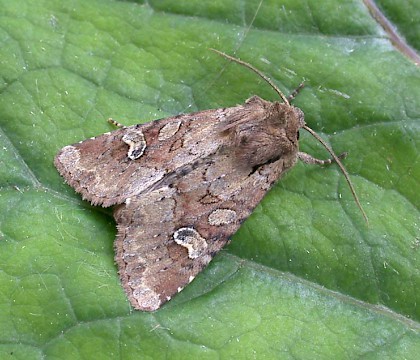 Adult • Redgrave & Lopham Fen, Norfolk • © Nigel Whinney