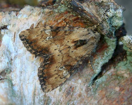 Slender Brindle Apamea scolopacina