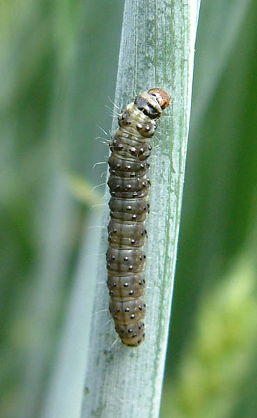 Dark Arches Apamea monoglypha