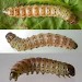 Larva - final instar • Chorlton, Gtr. Manchester • © Ben Smart