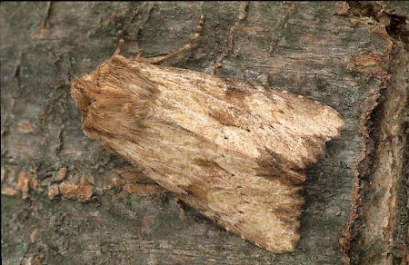 Reddish Light Arches Apamea sublustris