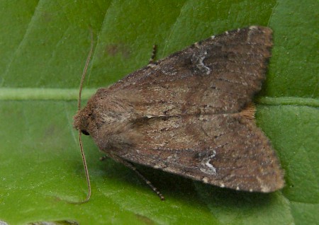 Scarce Brindle Apamea lateritia