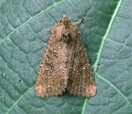 Common Rustic Mesapamea secalis