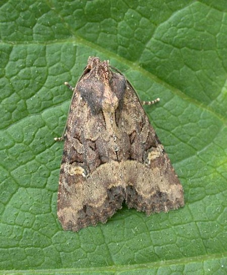 Lesser Common Rustic Mesapamea didyma