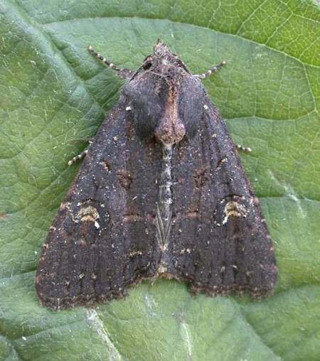 Lesser Common Rustic Mesapamea didyma