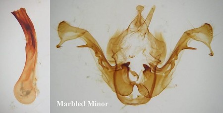 Marbled Minor Oligia strigilis