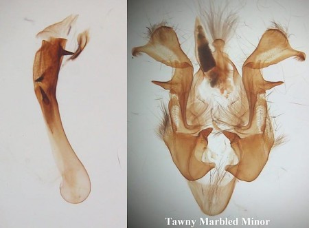 Tawny Marbled Minor Oligia latruncula
