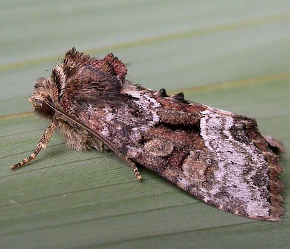 Adult • Dunwich, Suffolk • © Paul Kitchener