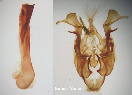 Rufous Minor Oligia versicolor