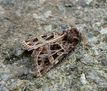 Adult &bull; Penvenan, France &bull; &copy; Geoff Riley