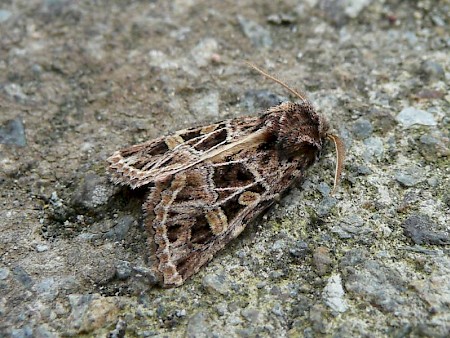 Beautiful Gothic Leucochlaena oditis