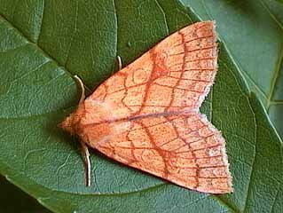 Orange Sallow Tiliacea citrago