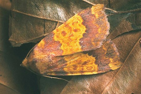 Barred Sallow Tiliacea aurago