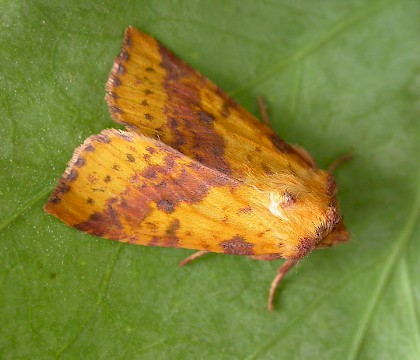 Adult • Chorlton, Gtr. Manchester, reared from larva • © Ben Smart