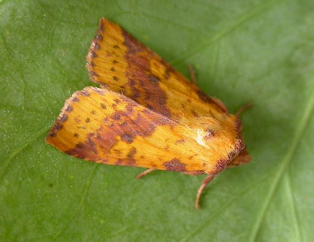 Pink-barred Sallow Xanthia togata