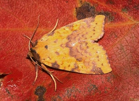 Pink-barred Sallow Xanthia togata