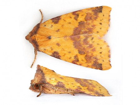 Pink-barred Sallow Xanthia togata