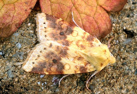 The Sallow Cirrhia icteritia