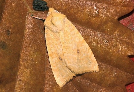 The Sallow Cirrhia icteritia