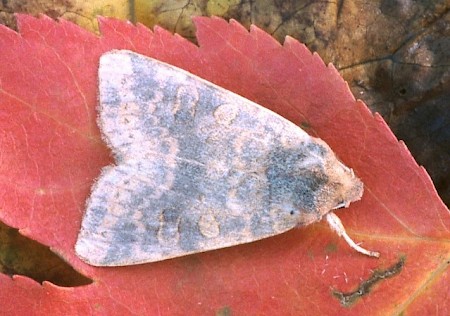 Dusky-lemon Sallow Cirrhia gilvago