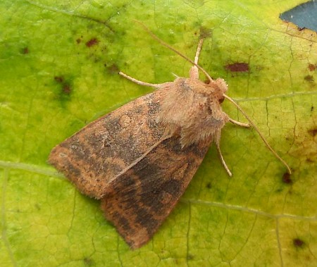 Dusky-lemon Sallow Cirrhia gilvago