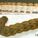 Larva • On Ulmus procera. April. Cheshire. Imagines reared. • © Ian Smith