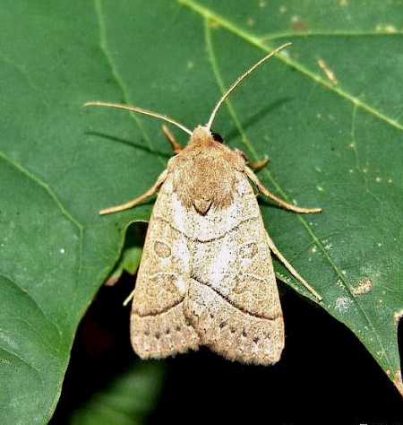 Pale Stigma Mesogona acetosellae