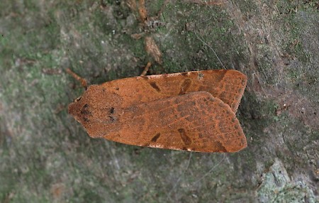 Beaded Chestnut Agrochola lychnidis