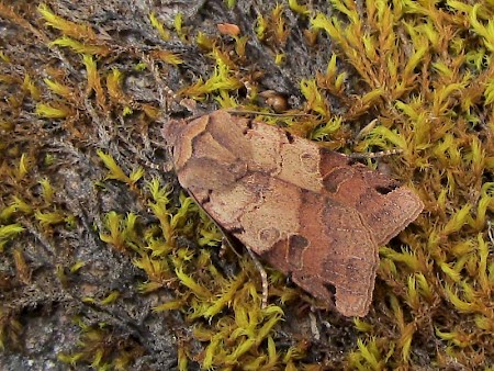 Brown-spot Pinion Agrochola litura