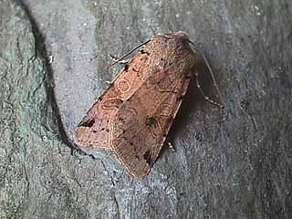 Brown-spot Pinion Agrochola litura