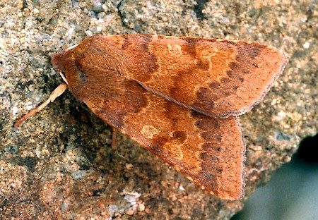 Flounced Chestnut Agrochola helvola