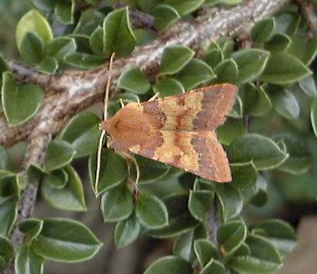 Flounced Chestnut Agrochola helvola