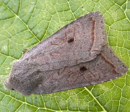 Adult • North Norfolk • © Perry Hampson