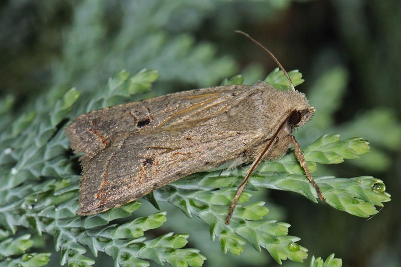 Red-line Quaker | UKmoths