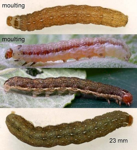 Red-line Quaker Agrochola lota