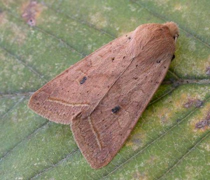 Adult • North Norfolk • © Perry Hampson