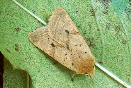 Yellow-line Quaker Agrochola macilenta