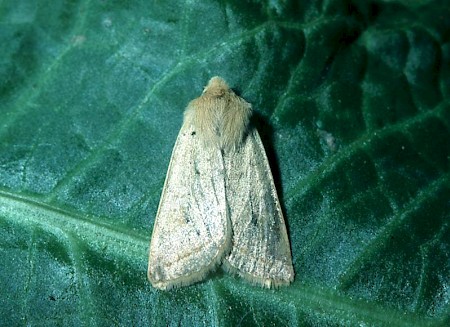 Yellow-line Quaker Agrochola macilenta