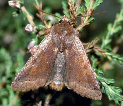 Adult • New Forest, Hampshire, October 2003 • © David Green