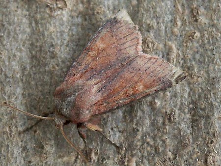 Southern Chestnut Agrochola haematidea