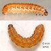 Larva 6 mm. • Salix catkins. April. Lancs. Imago reared • © Ian Smith