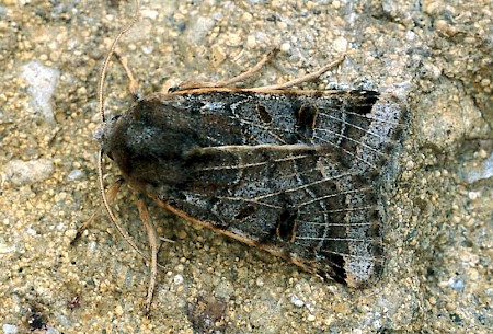 Lunar Underwing Omphaloscelis lunosa