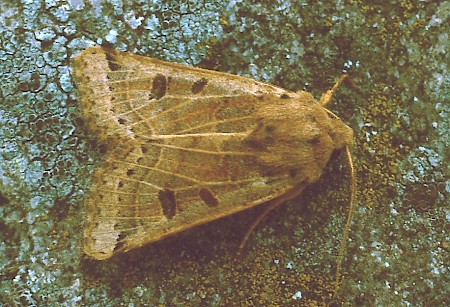 Lunar Underwing Omphaloscelis lunosa