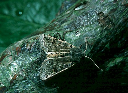 Lunar Underwing Omphaloscelis lunosa