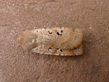 Black-spotted Chestnut Conistra rubiginosa